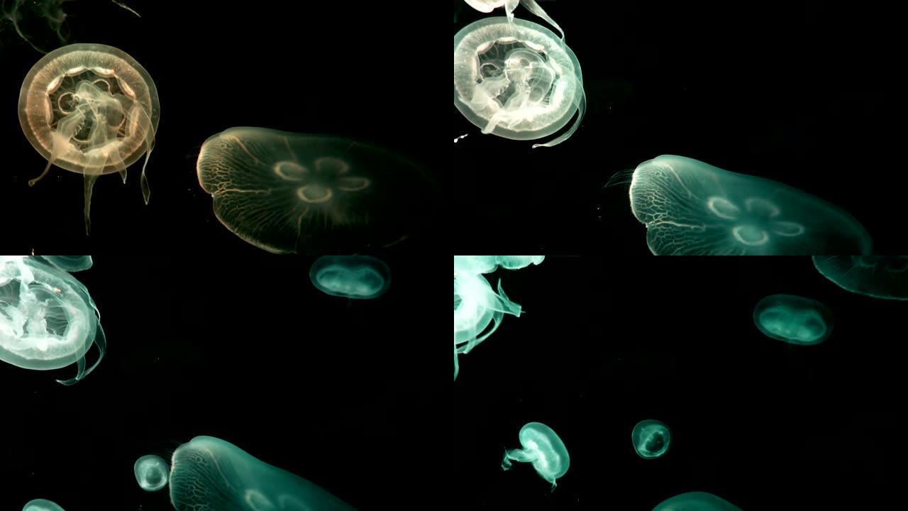 4K.一群荧光水母在水族馆游泳池游泳。透明水母水下镜头，发光的美杜莎在水中四处移动。海洋生物壁纸背景