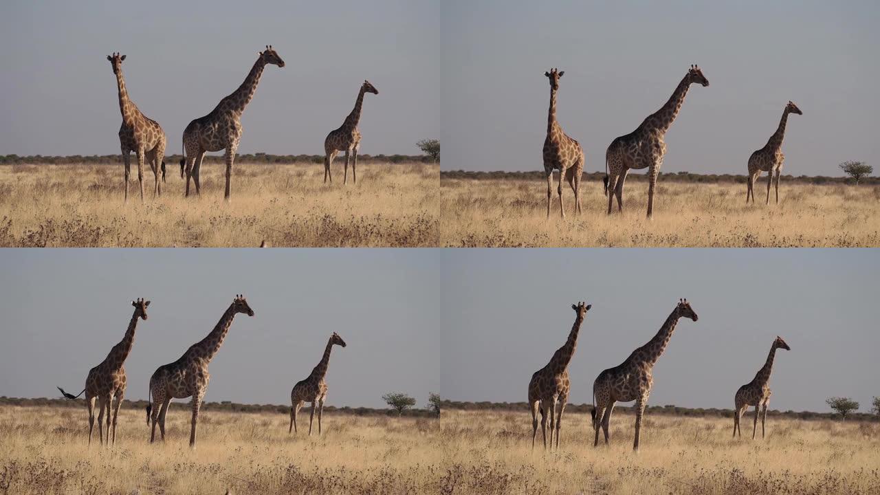 非洲纳米比亚埃托沙国家公园的长颈鹿 (长颈鹿camelopardalis)