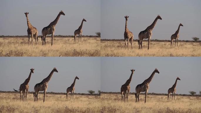 非洲纳米比亚埃托沙国家公园的长颈鹿 (长颈鹿camelopardalis)