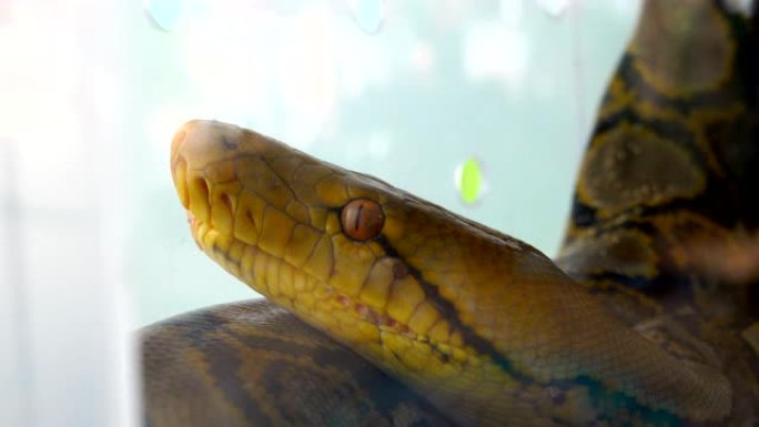 蛇眼和猎嘴的特写辣条蟒蛇金蛇