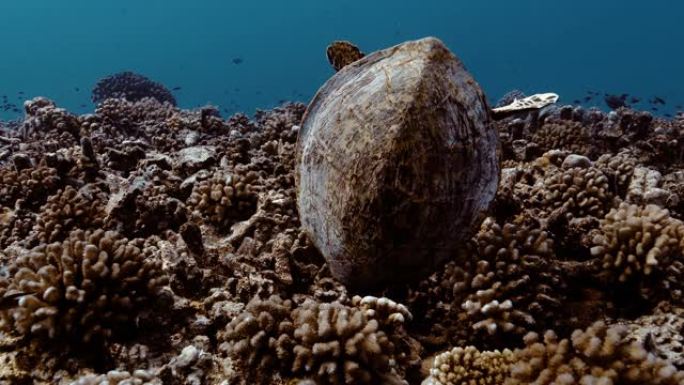 海龟在太平洋的珊瑚礁里吃东西。水下海洋生物与美丽的海龟在海中特写。珊瑚礁附近的热带爬行动物。在清澈的
