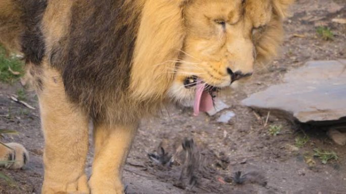 狮子吃乌鸦特写雄狮狮子觅食非洲动物世界