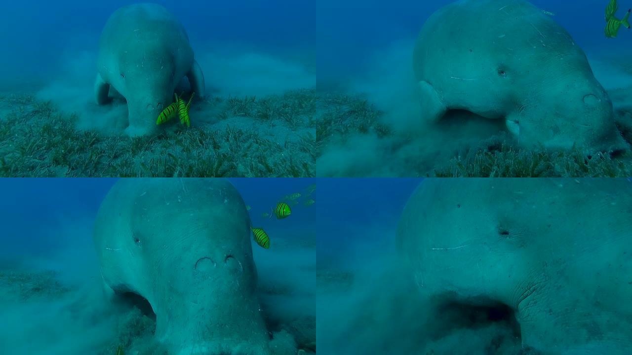 海牛或 (儒艮dugon) 在海底吃草。