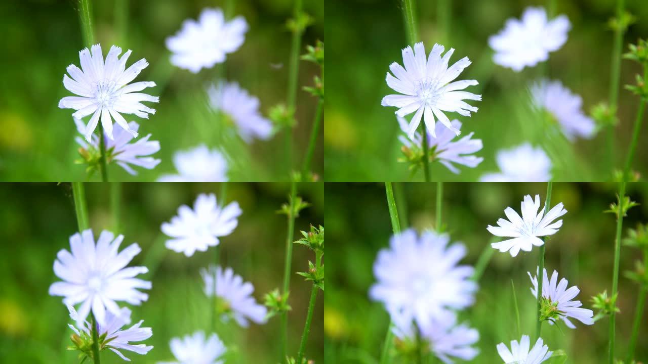 田野里菊苣的蓝色花朵