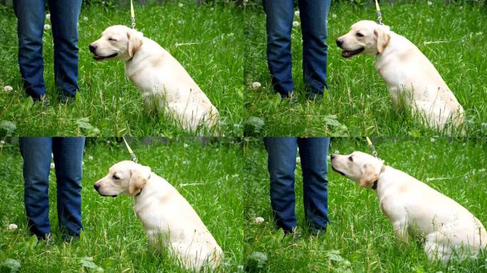 可爱的友好拉布拉多坐在院子里的绿草地上。面目全非的人训练和指挥他的狗。一个人在户外和家养宠物在一起。