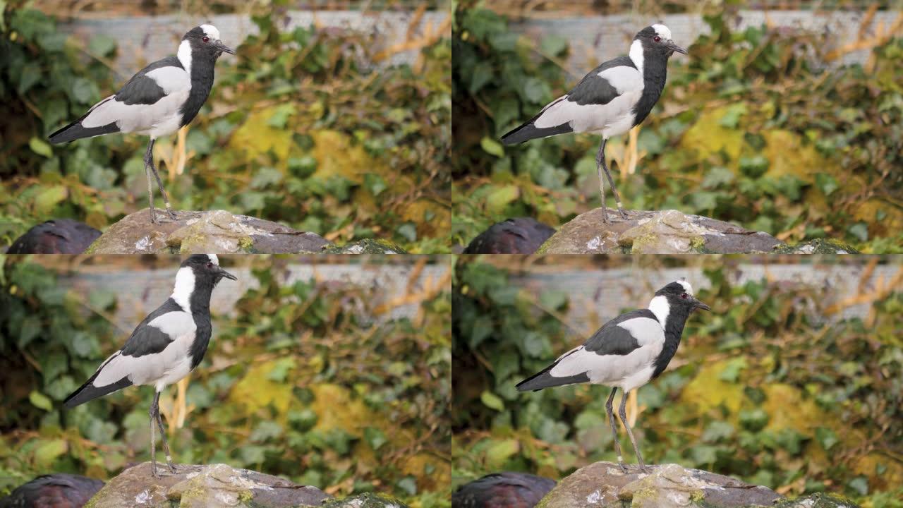 一只棉絮鸟的特写镜头。