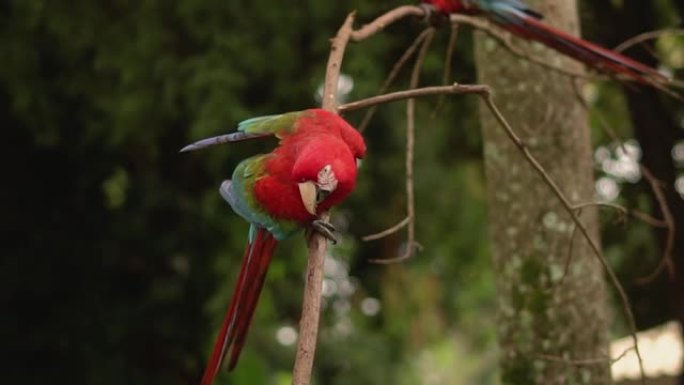 红色和绿色金刚鹦鹉-五颜六色的漂亮鹦鹉坐在大自然的树上。
