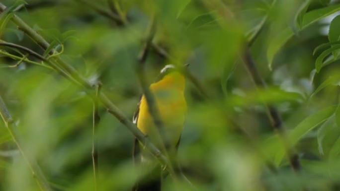 黄臀鹟-兴安自然保护区