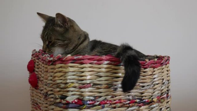 虎斑猫躺在柳条纸篮中摇着尾巴。
