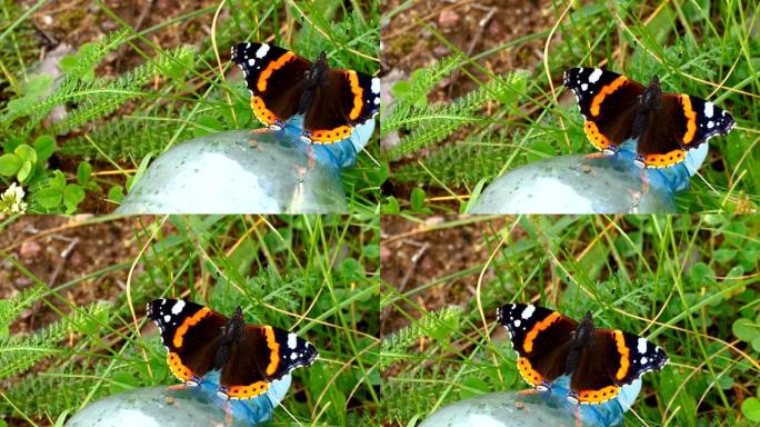 蝴蝶的黑色和橙色翅膀