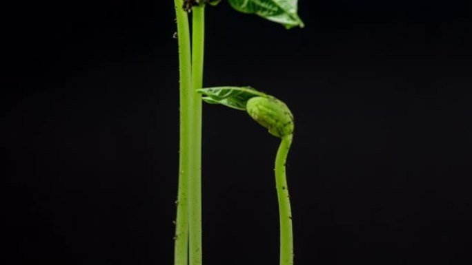 在黑色背景下拍摄的三颗豆子从豆芽中旋转并生长的地面视图。
