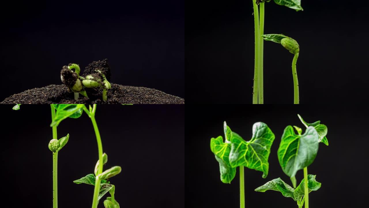 在黑色背景下拍摄的三颗豆子从豆芽中旋转并生长的地面视图。