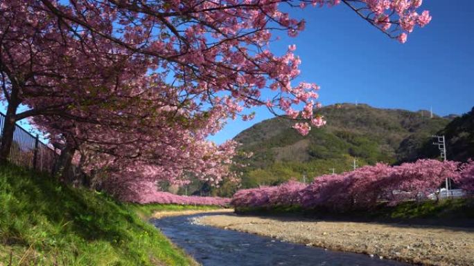 河津樱花树，河岸上有油菜花