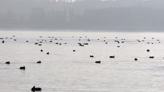 湖上大量野鸭野鸭子游泳
