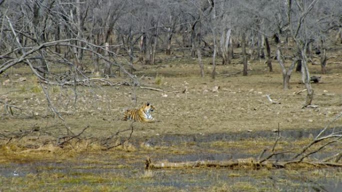 Tiger sitting near the wetland