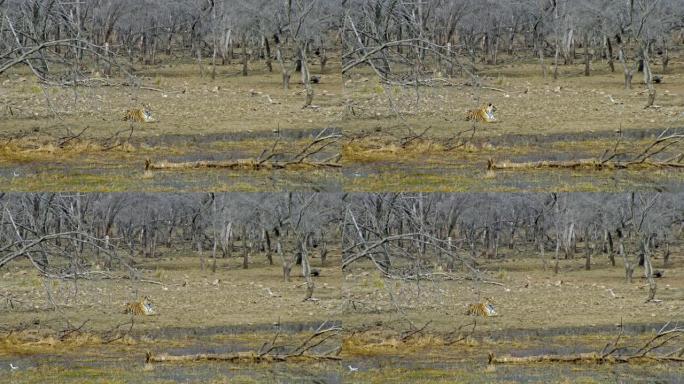 Tiger sitting near the wetland