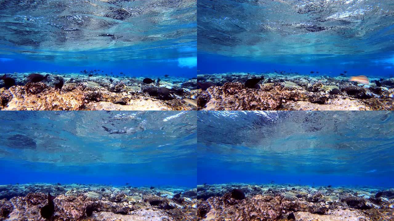 蓝浪下的热带鱼海下礁石观赏鱼
