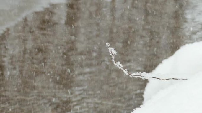 在不结冰的溪流的冬季海岸上，孤独的树枝上覆盖着晶莹的雪花。