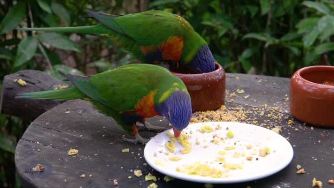 两个彩虹鹦鹉一起吃食物的特写镜头，鸟类喂养和宠物护理，来自澳大利亚的热带动物物种