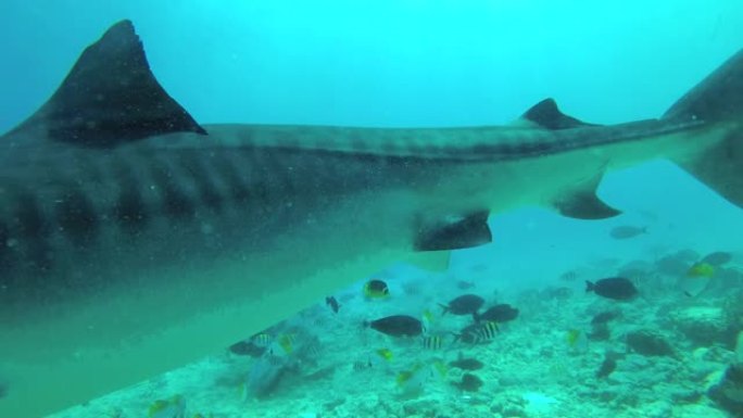 虎鲨游过礁石海水下海里