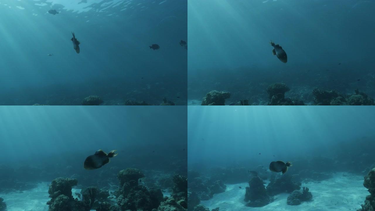 泰坦三角鱼在海面下游泳