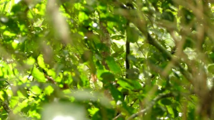 从树叶上看到的巴拿马野生雨林中的Geoffroy的tamarin猴