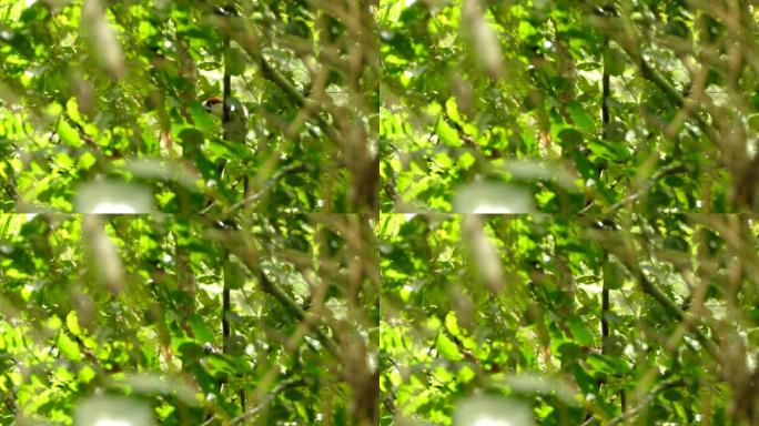 从树叶上看到的巴拿马野生雨林中的Geoffroy的tamarin猴
