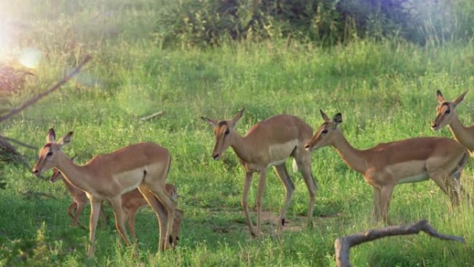 黑斑羚的一群婴儿在日落时分在成年人中奔跑，黑斑羚的婴儿出生就可以奔跑了。非洲野生动物园。红色相机，慢