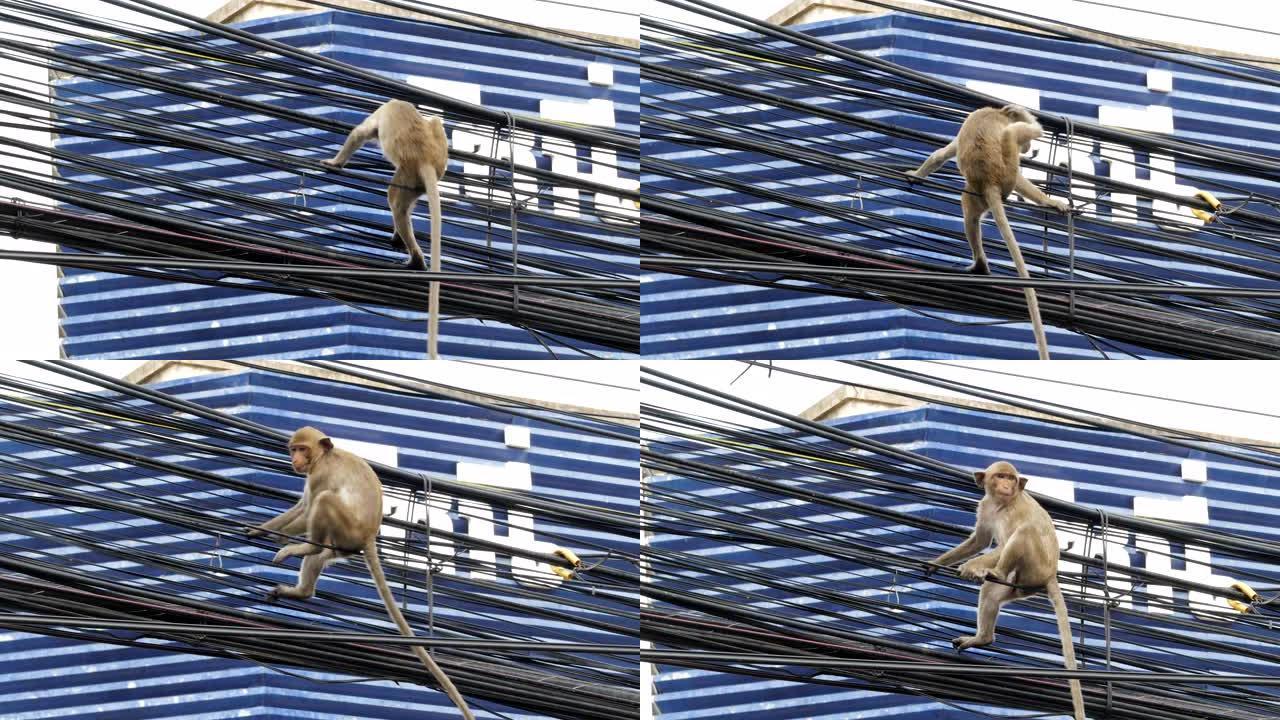 城里的猴子。猴子在电线上