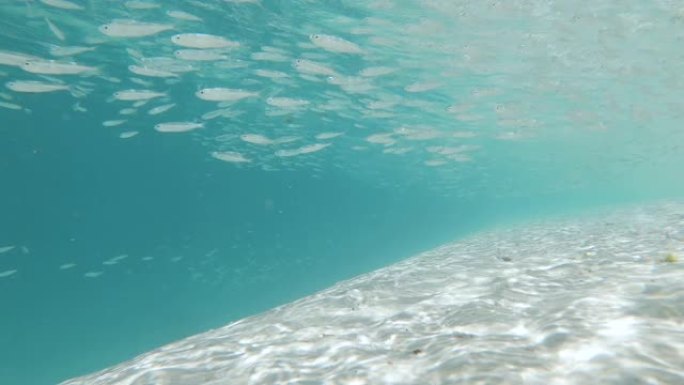 在偏远的Ouvea岛上的Mouli桥上的小鱼的水下镜头。新喀里多尼亚旅游。