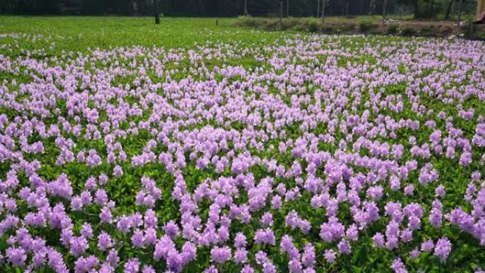 水葫芦花田在大自然中绽放五颜六色的紫色
