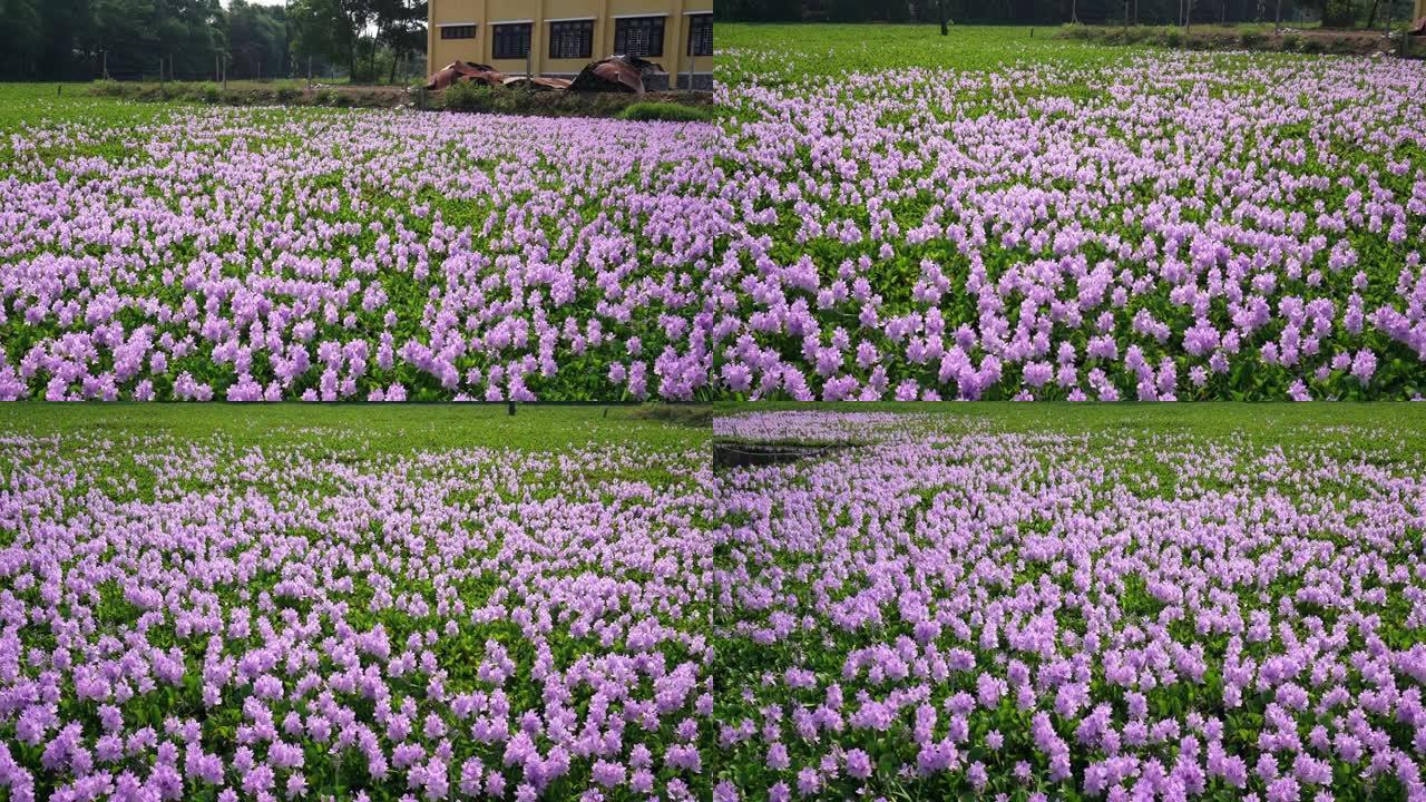 水葫芦花田在大自然中绽放五颜六色的紫色