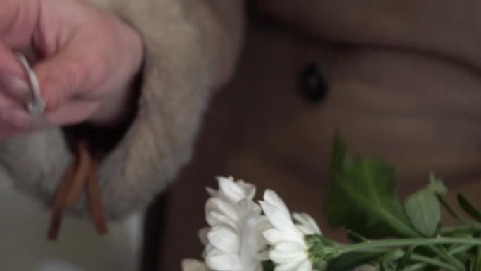 女人的手撕下白菊花的花瓣