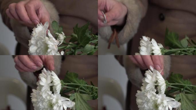 女人的手撕下白菊花的花瓣