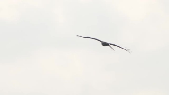 Black kite (Milvus migrans) - Khingan Reserve