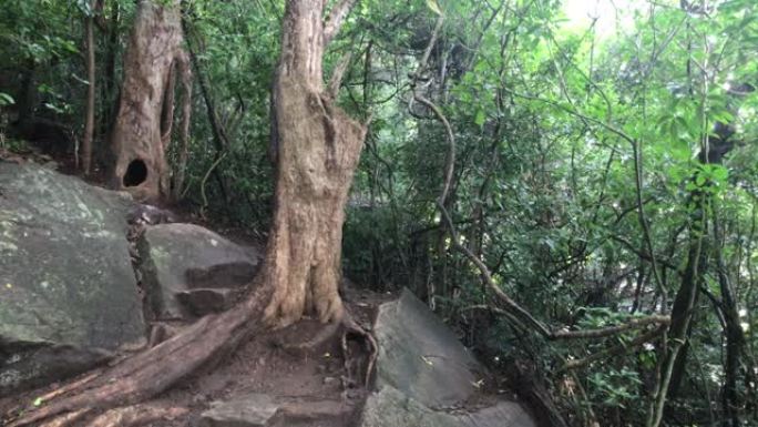 西吉里耶，斯里兰卡，森林中的热带树木
