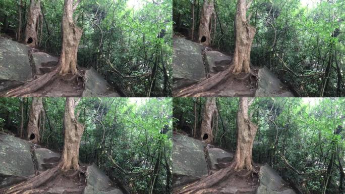 西吉里耶，斯里兰卡，森林中的热带树木
