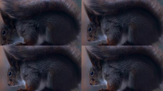 可爱的灰色和红色松鼠的特写镜头