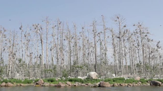 鸬鹚殖民地波罗的海