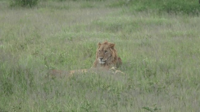 一头狮子躺在非洲大草原的草地上。非洲公园的野生动物园。