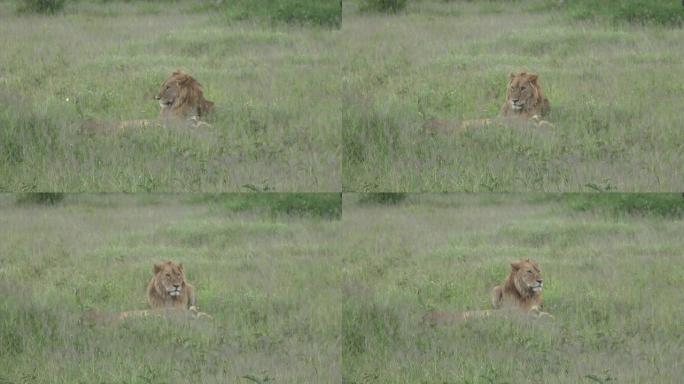 一头狮子躺在非洲大草原的草地上。非洲公园的野生动物园。
