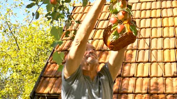 有机苹果收获，老人在阳光明媚的夏日将新鲜收获的苹果放在蒲式耳篮子中