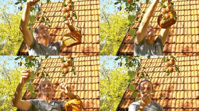 有机苹果收获，老人在阳光明媚的夏日将新鲜收获的苹果放在蒲式耳篮子中