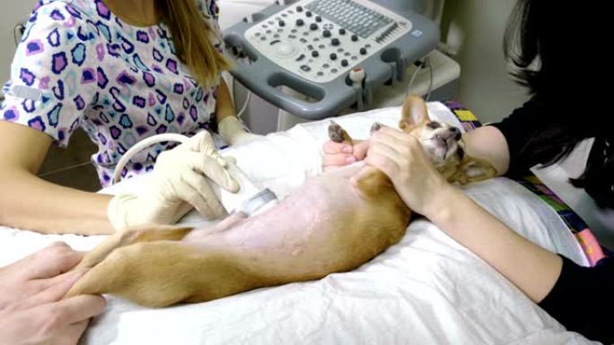 医学扫描。吉娃娃犬正在兽医诊所进行超声诊断。4K