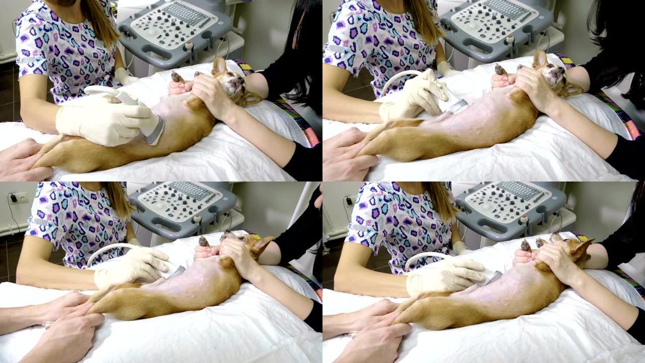 医学扫描。吉娃娃犬正在兽医诊所进行超声诊断。4K