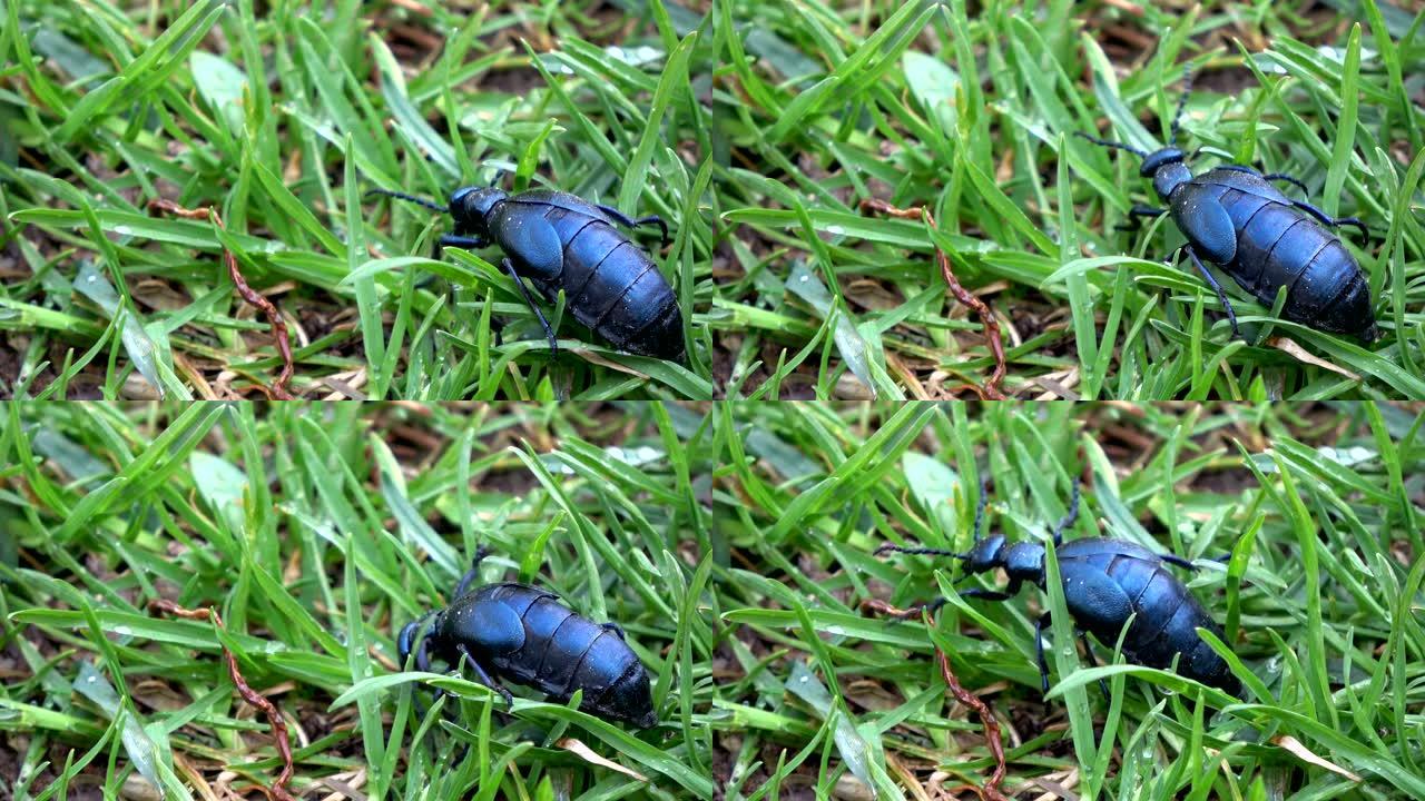 春季露水草中的昆虫欧洲油甲虫Meloe proscarabaeus
