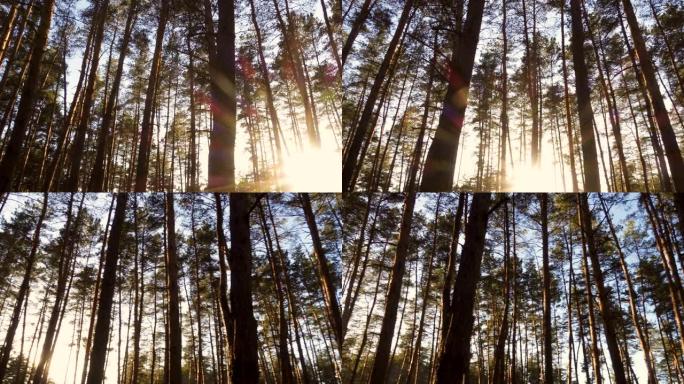 阳光从松树林中的树木中倾泻而出