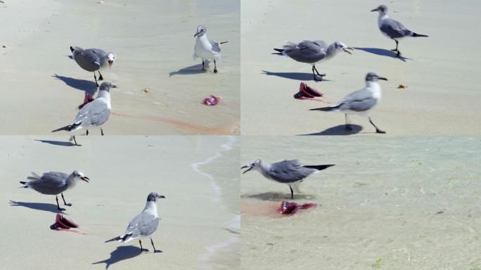 加勒比海岛屿海滩上疯狂喂食的海鸥