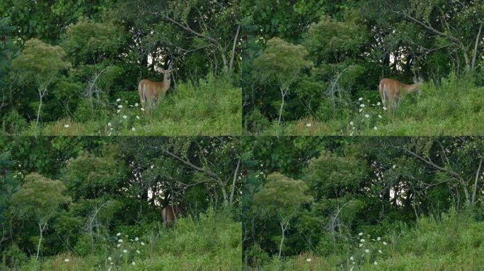 走进树林之前，鹿转头看相机