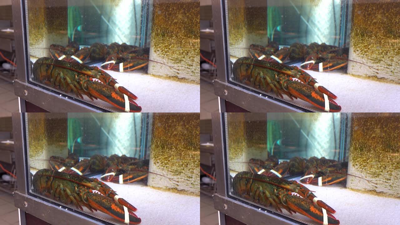 在一家餐馆的水族馆里，有爪子的活龙虾。